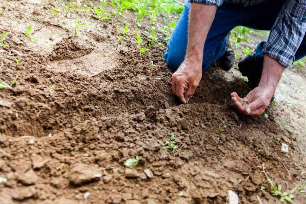 Carbon offset: un uomo che pianta alberi